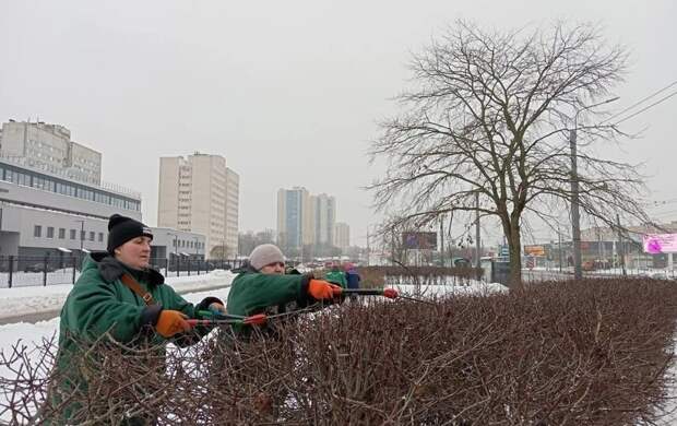 В городе проходит зимняя обрезка деревьев и кустарников