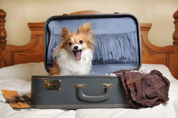 Собачка в чемодане