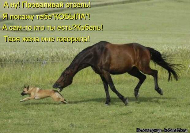 Мысли вслух :) 23 пушистые мыслишки