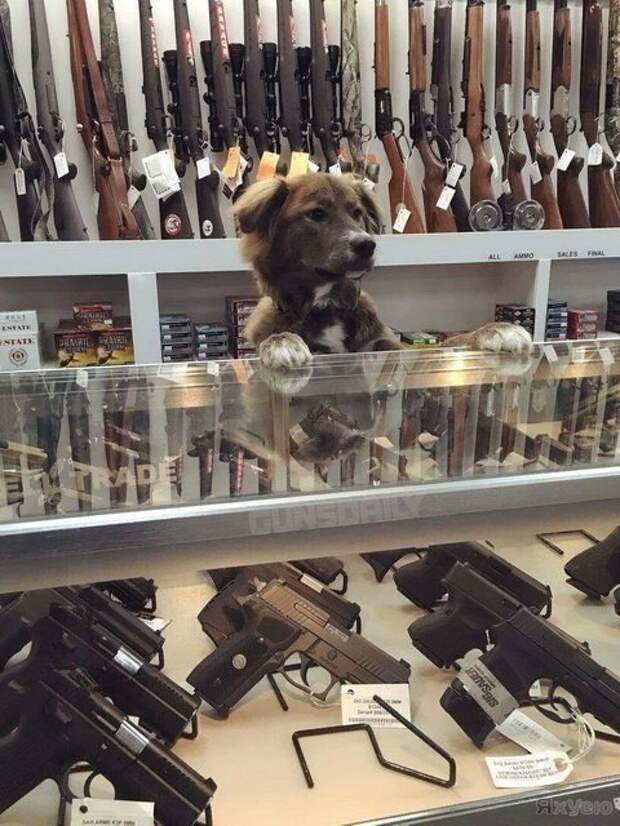 Прикольные картинки прикол, смех, юмор