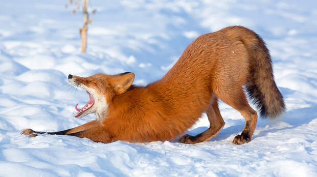 Что делают камчатские лисы, когда их никто не видит? (ФОТО)