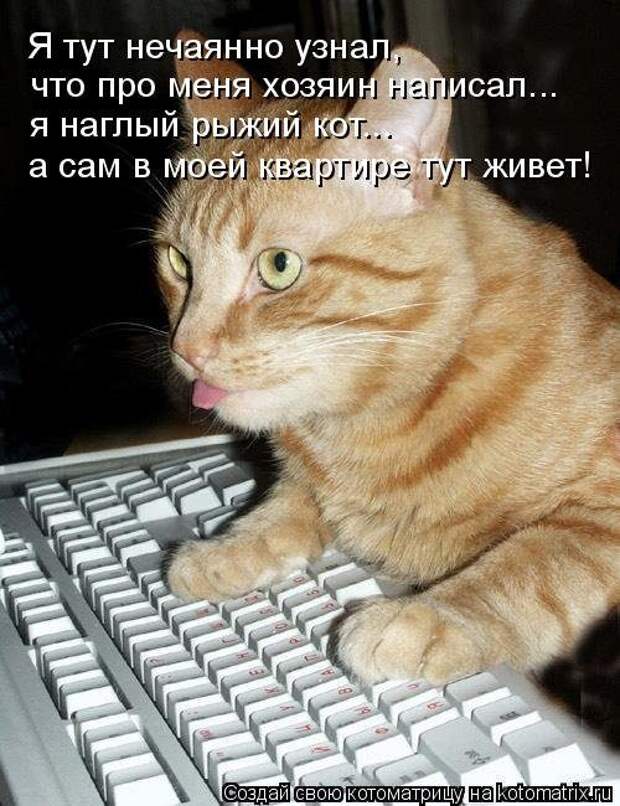 Закачать забыл. Кот сисадмин. Смешной кот администратор. Котик админ. Кот системный администратор.