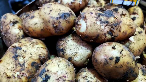 В Кировской области увеличат посадки овощей