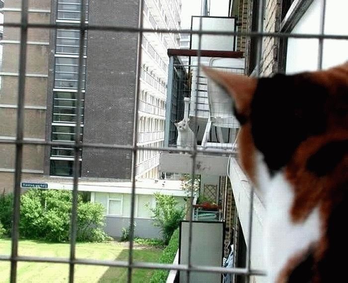 Кошачья любовь с первого взгляда. Фото