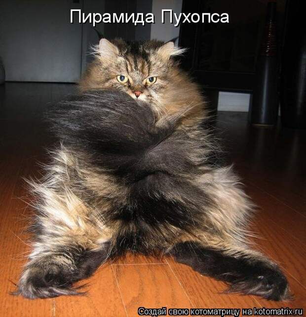 Котоматрицы великолепные, каждая с кусочком позитива и хорошего настроения!!!