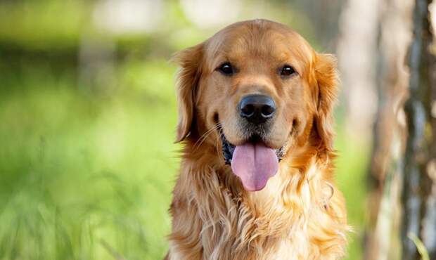 Умеют ли собаки читать мысли животные, мысли, повадки, поведение, собаки, телепатия