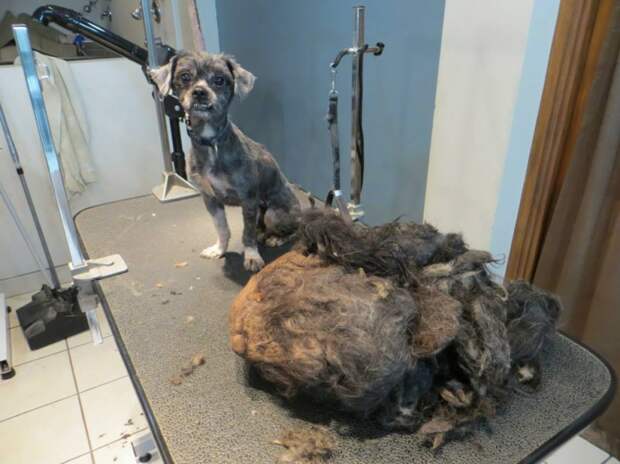 Trio Animal Foundation, Ellen dog, собака Эллен, до и после спасения