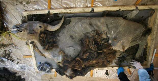 В Якутии найдена уникальная мумия древнего бизона