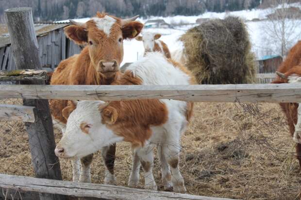 Кого выгоднее держать на подворье: корову или козу? Сравнительный анализ