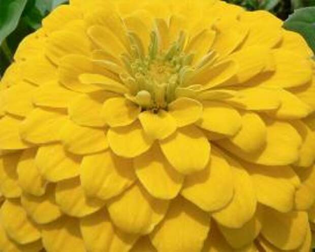 Циния (Yellow zinnia elegans)