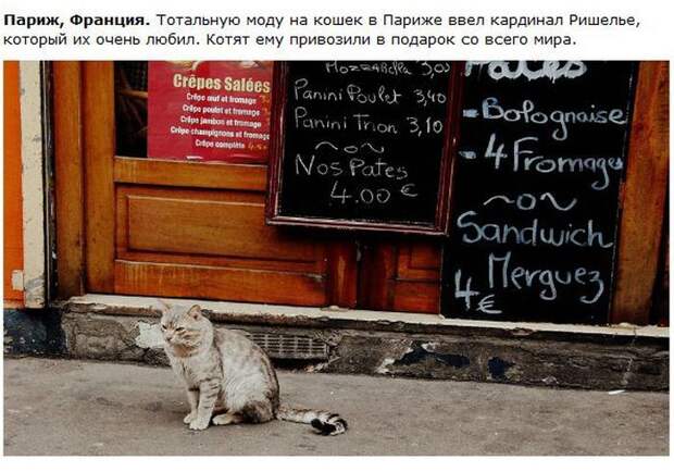 Города котиков (28 фото)