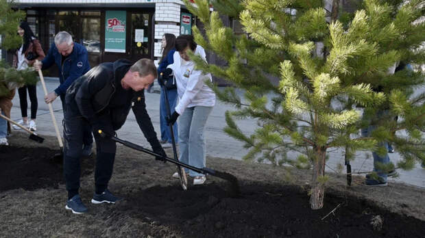 Мэр Барнаула вместе с депутатами высадил сосны на аллее, уничтоженной вандалами