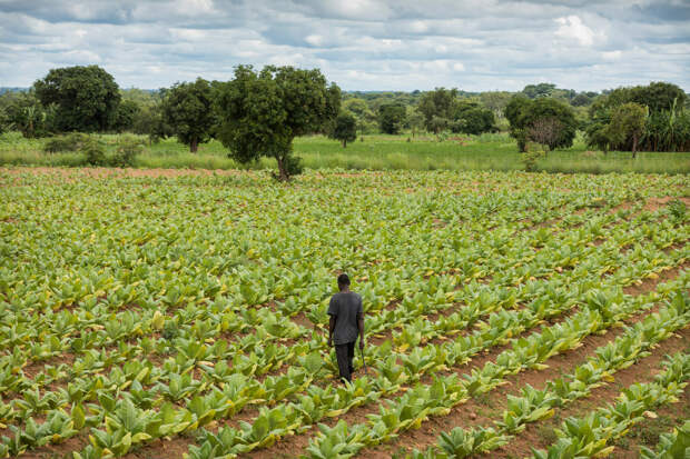 Плантации табака в Малави