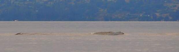 В Канаде сделали лучший снимок монстра Огопого, живущего в озере Оканаган (4 фото)