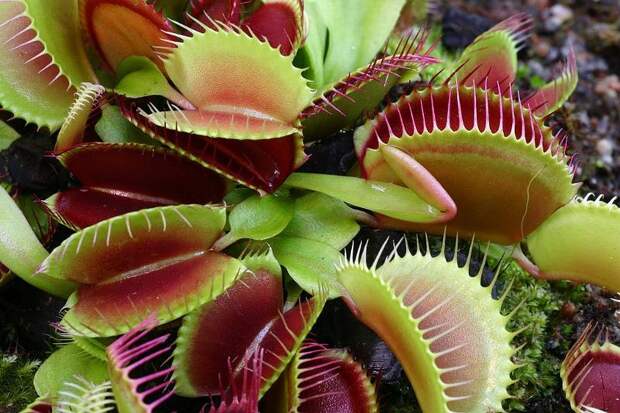 creepyplants31 Самые жуткие растения