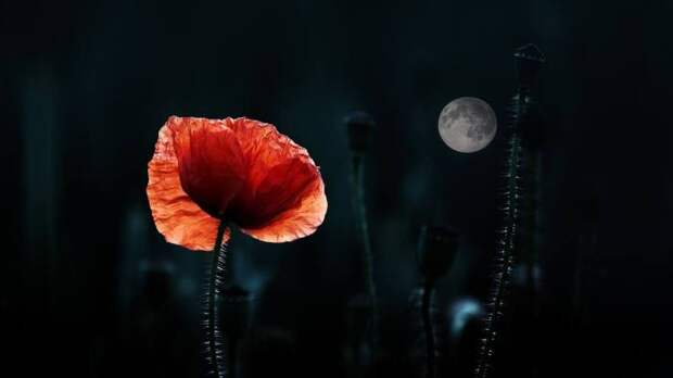 Маковая вселенная. Автор: Christine Ellger.