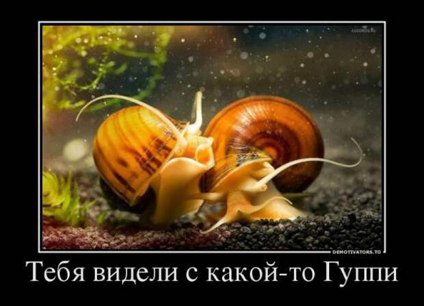 Немного новых демотиваторов
