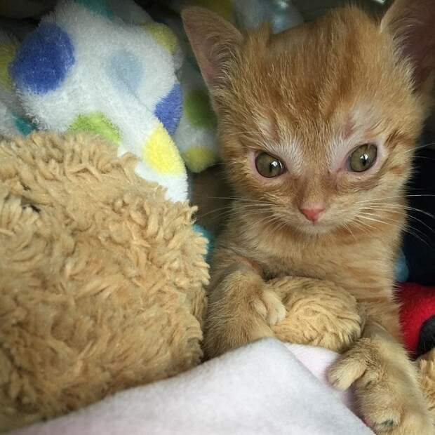 Котенок в кроватке Котенок лежит