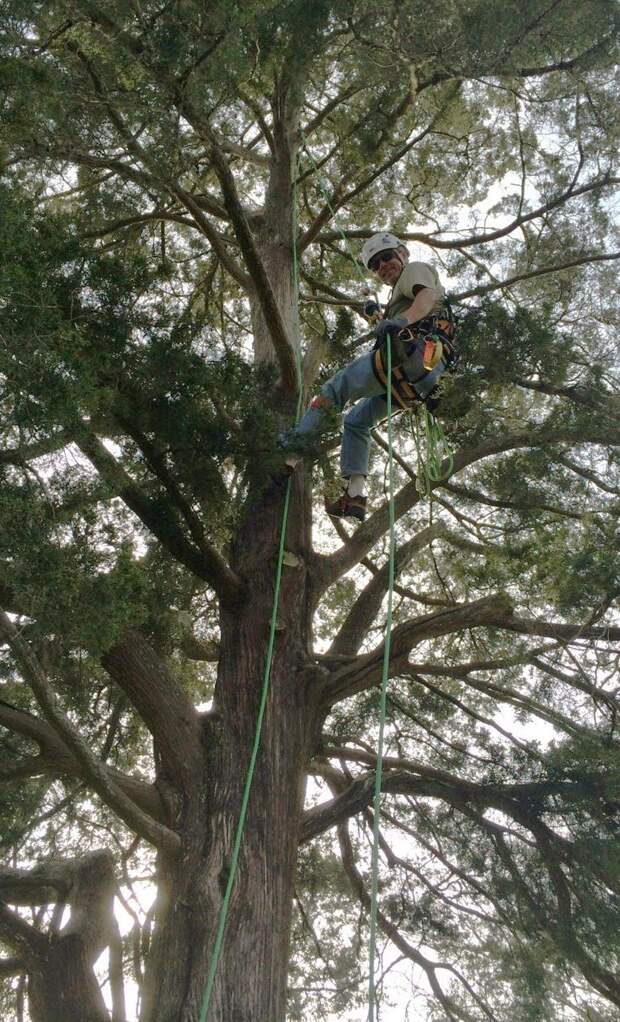 Серийный спасатель котов: американец вышел на пенсию и теперь снимает животных с деревьев