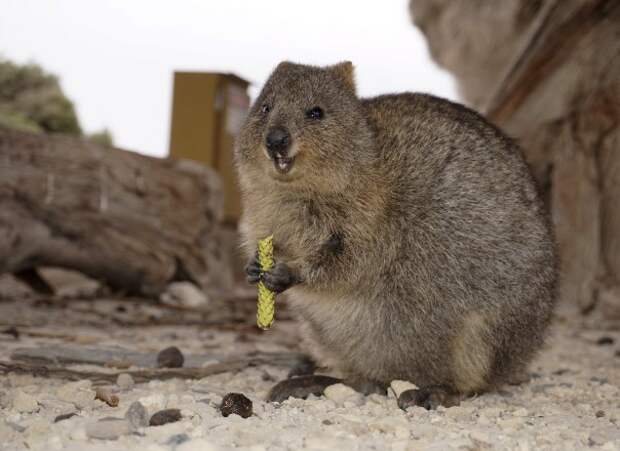 Карантин вместе с квокками: пассажиров круизного лайнера высадят на заповедном острове