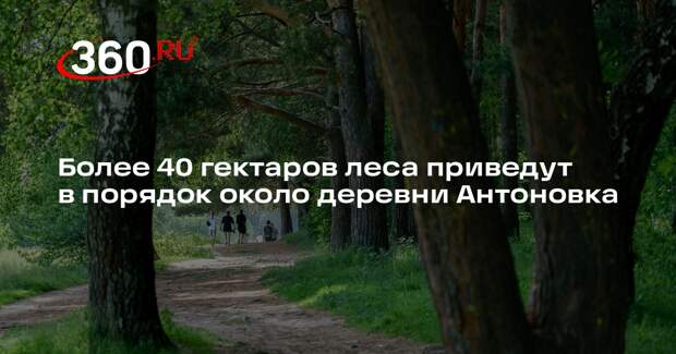 Более 40 гектаров леса приведут в порядок около деревни Антоновка