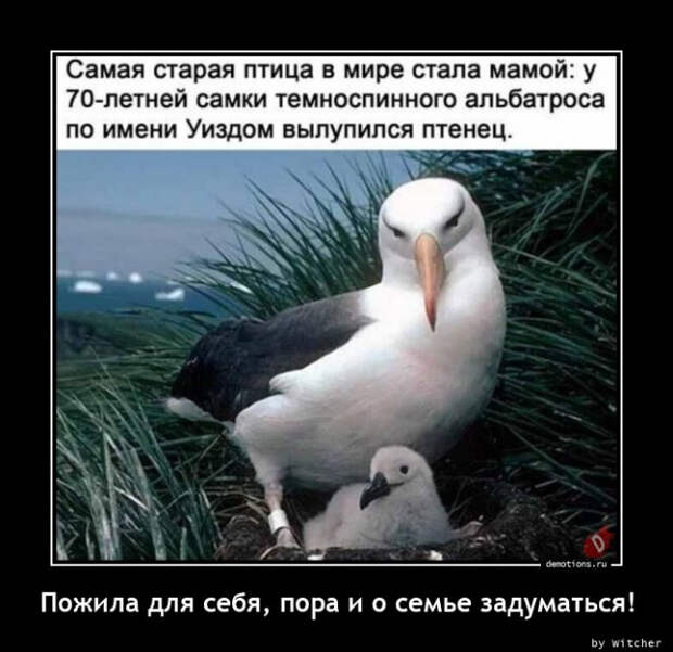 Свежий сборник демотиваторов