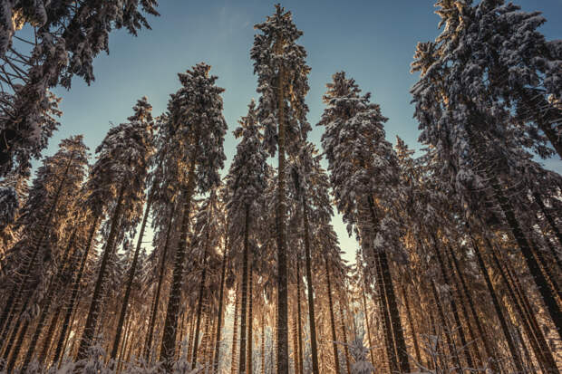 Christmas tree wonderland by Michael Sroka on 500px.com