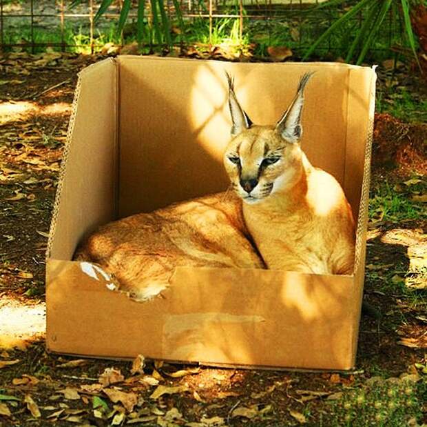 bigcatsinboxes09 Большие котики тоже любят коробки