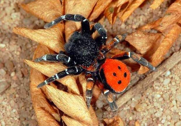 Какие ядовитые виды пауков есть в России — список, характеристика и фото