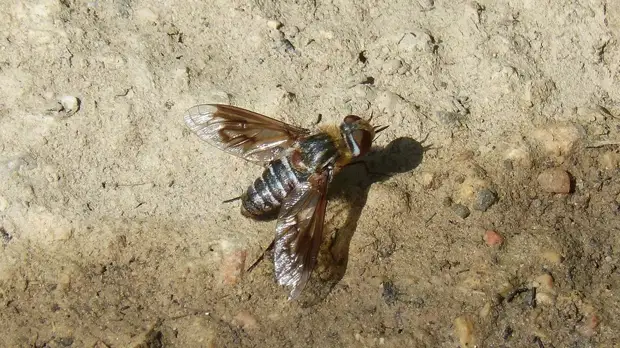 Энтомолог оценил сообщения о появлении оводов и слепней в Москве
