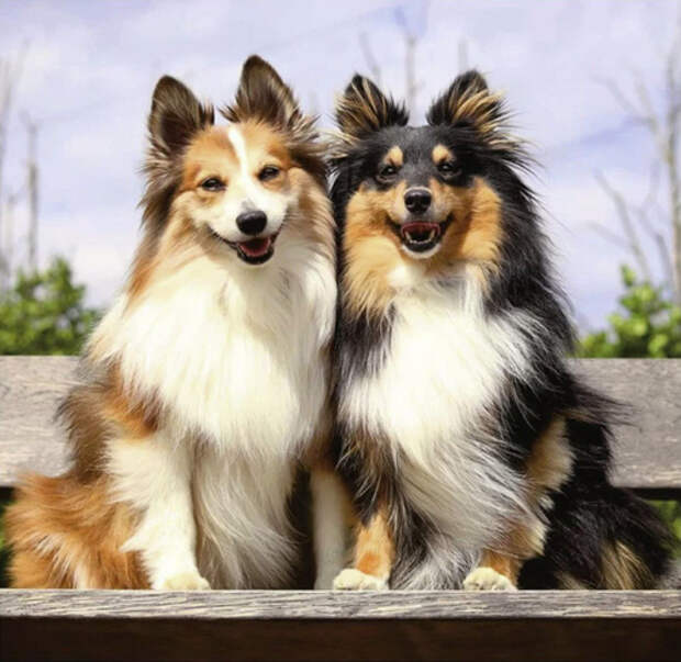 В марте в Театре Куклачева дают представления только для взрослых