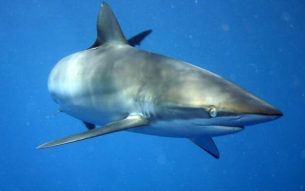 https://upload.wikimedia.org/wikipedia/commons/thumb/9/9f/Carcharhinus_falciformis_off_Cuba.jpg/1200px-Carcharhinus_falciformis_off_Cuba.jpg