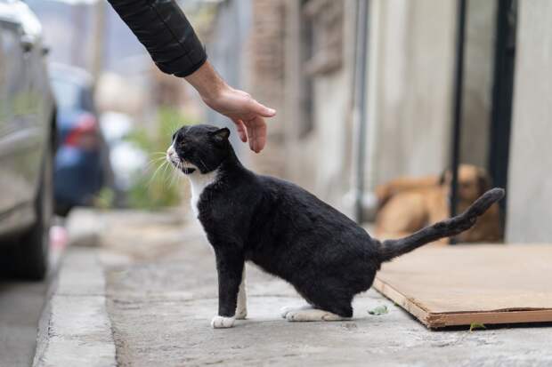 Зоозащитница не поддержала идею об увеличении штрафов за выброшенных животных