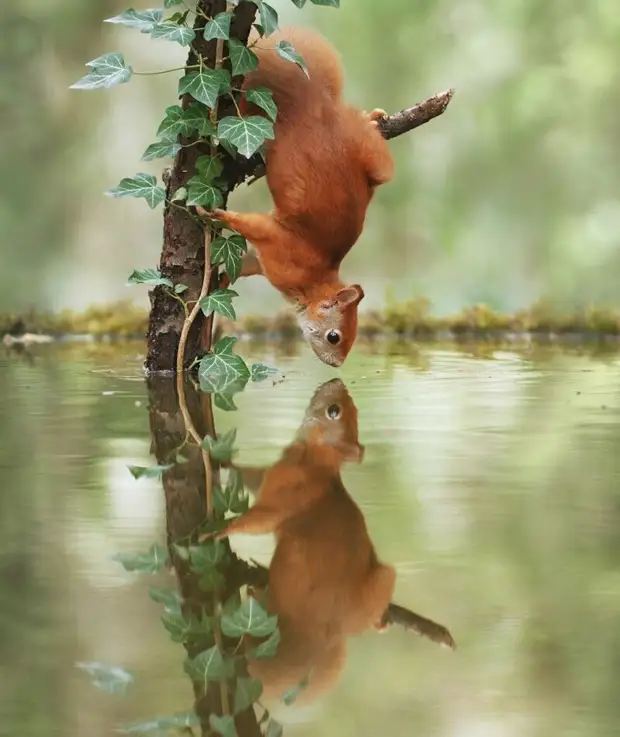   (Julian Rad)      