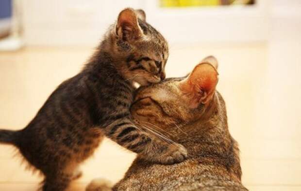 Животный мир: мамы и их малыши - фотографии - кошки