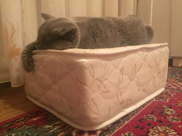 Принёс коту персональный матрас и ни о чём не жалею!