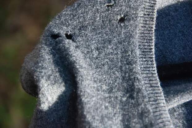 Откуда в шкафах берется моль и как от нее избавиться. Поговорим о наболевшем