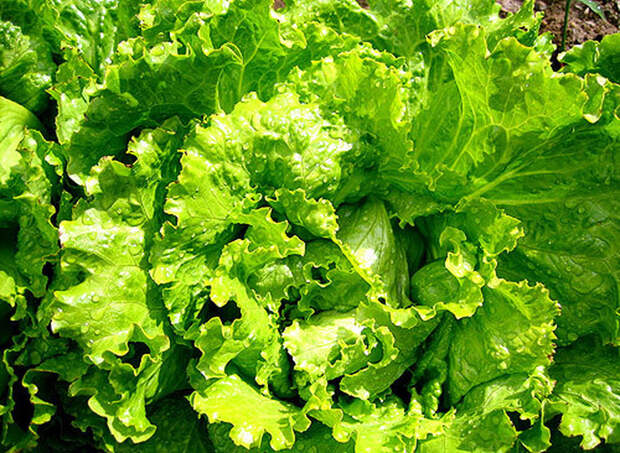 http://www.malinalife.ru/userfiles/picbig/img2012051010411919.jpg