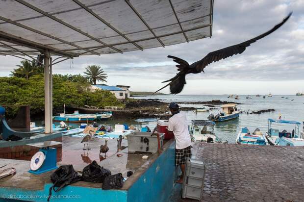 Галапагосы. Остров Санта Фе galapagos08 Галапагосы. Остров Санта Фе