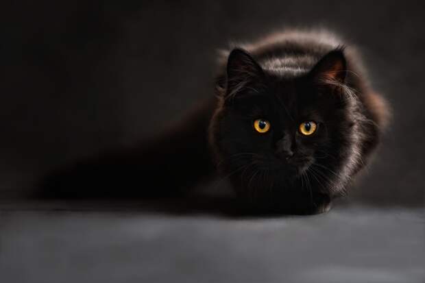 Черная кошка. Фото: pixabay.com