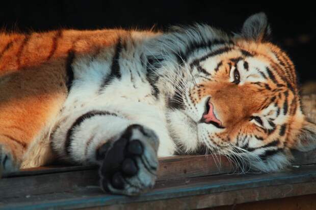 Амурский тигр Амадей умер в Ленинградском зоопарке