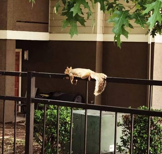 1591042131_pressa_tv_fotoprikoly_26 (700x667, 222Kb)