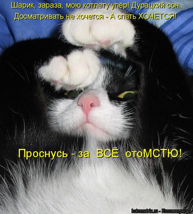 Лучшие котоматрицы недели (50 фото)