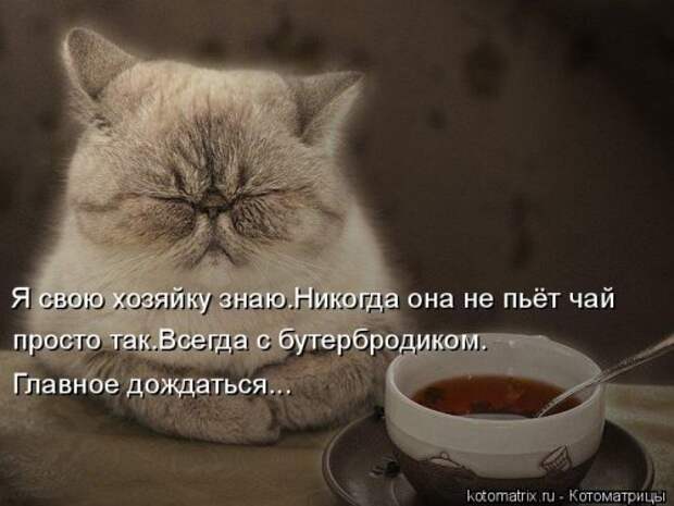 Новая котоматрица (37 шт)