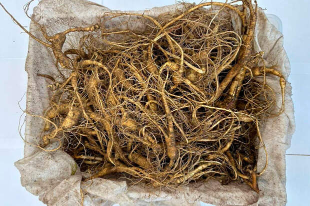 Nutrients: красный женьшень улучшает энергетический обмен клеток