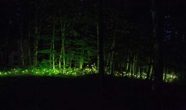 Заколдованный лес Foresta Lumina (11 фото + видео)