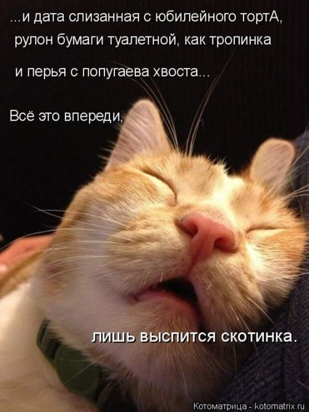Новая котоматрица (30 фото)
