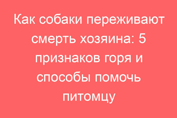 Как собаки переживают смерть хозяина: 5 признаков горя и способы помочь питомцу