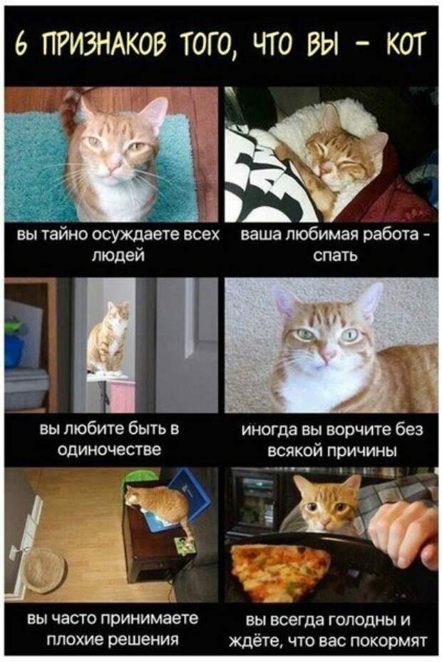 Субботний котопост коты, кошки, смешные картинки, фотоприколы.