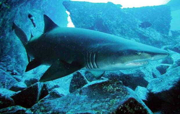 Предки акул перестали различать цвета около полумиллиарда лет назад